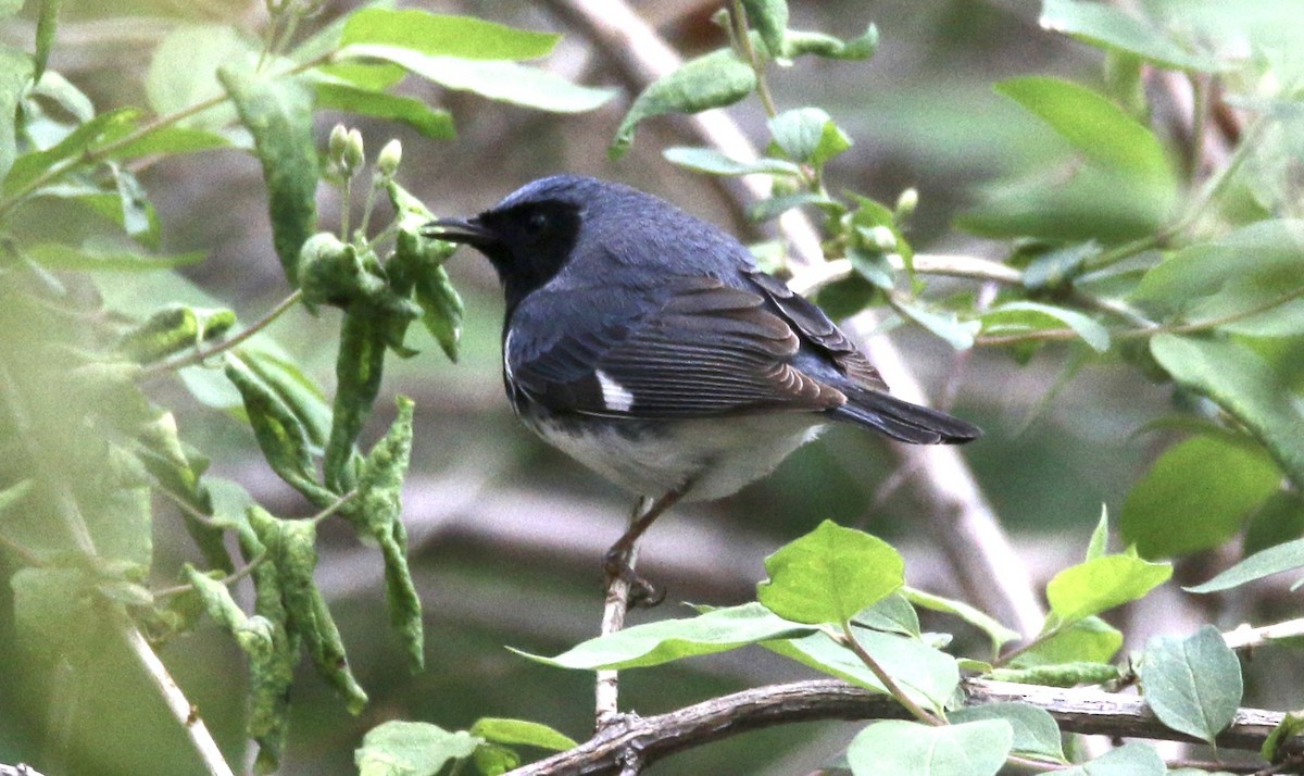 Black-throated Blue Warbler - Norm Lewis