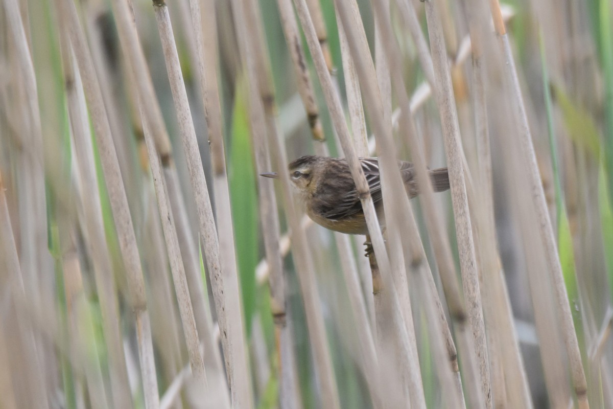 Sedge Warbler - Lukasz Pulawski