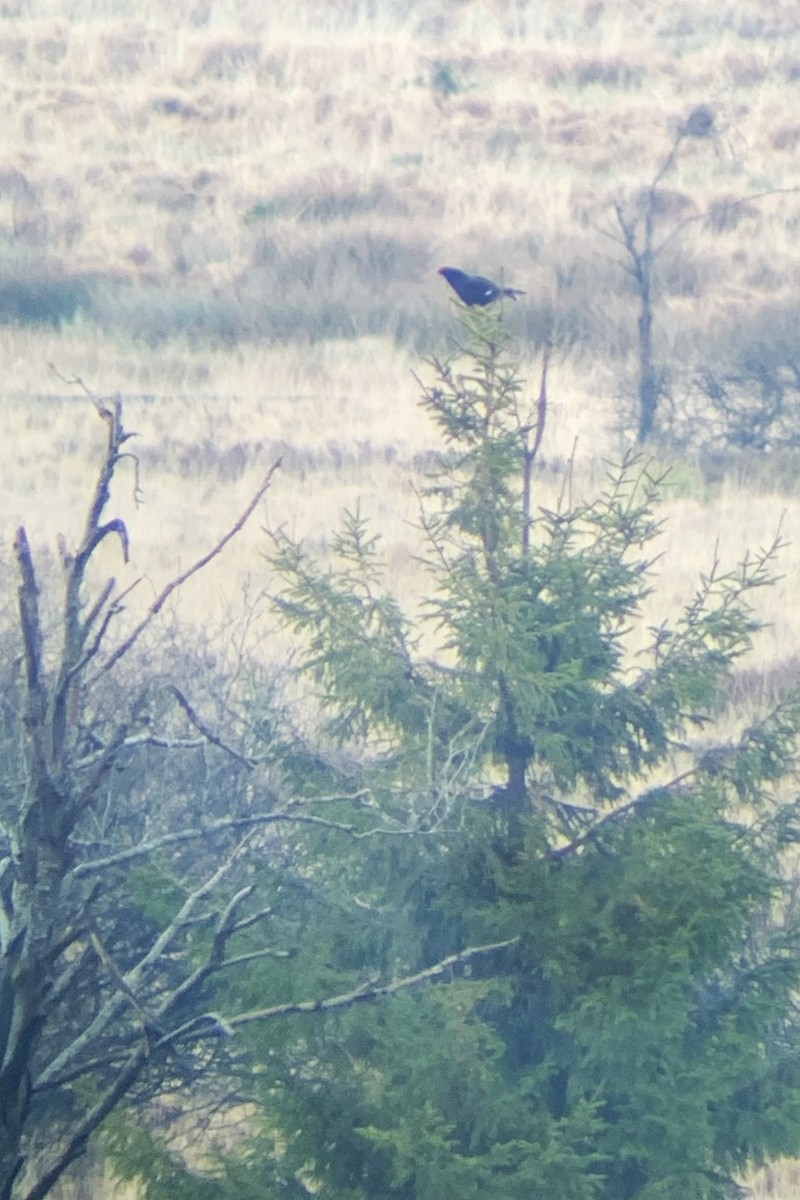 Black Grouse - Peter Wijnsouw