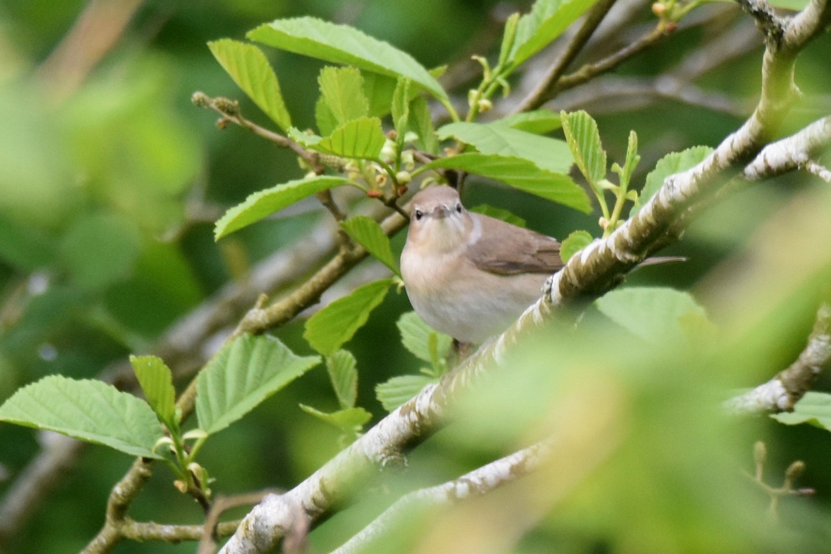 Garden Warbler - ML618632240