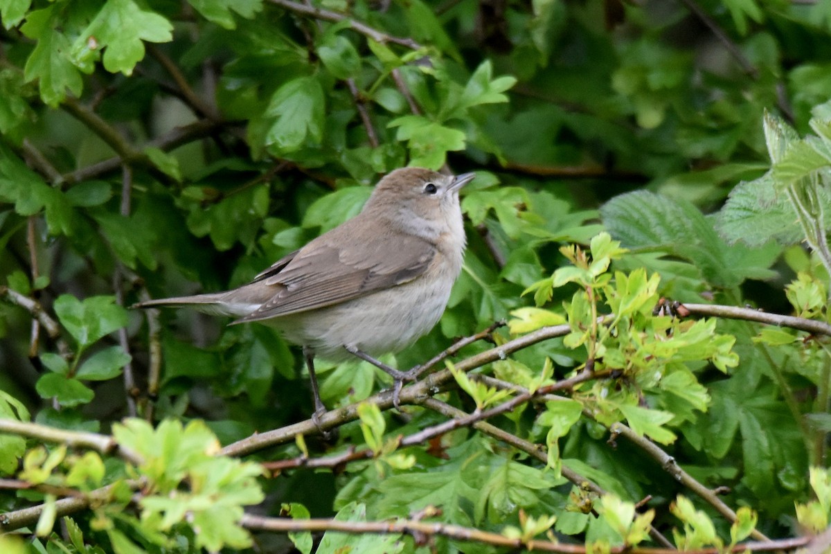 Garden Warbler - ML618632243