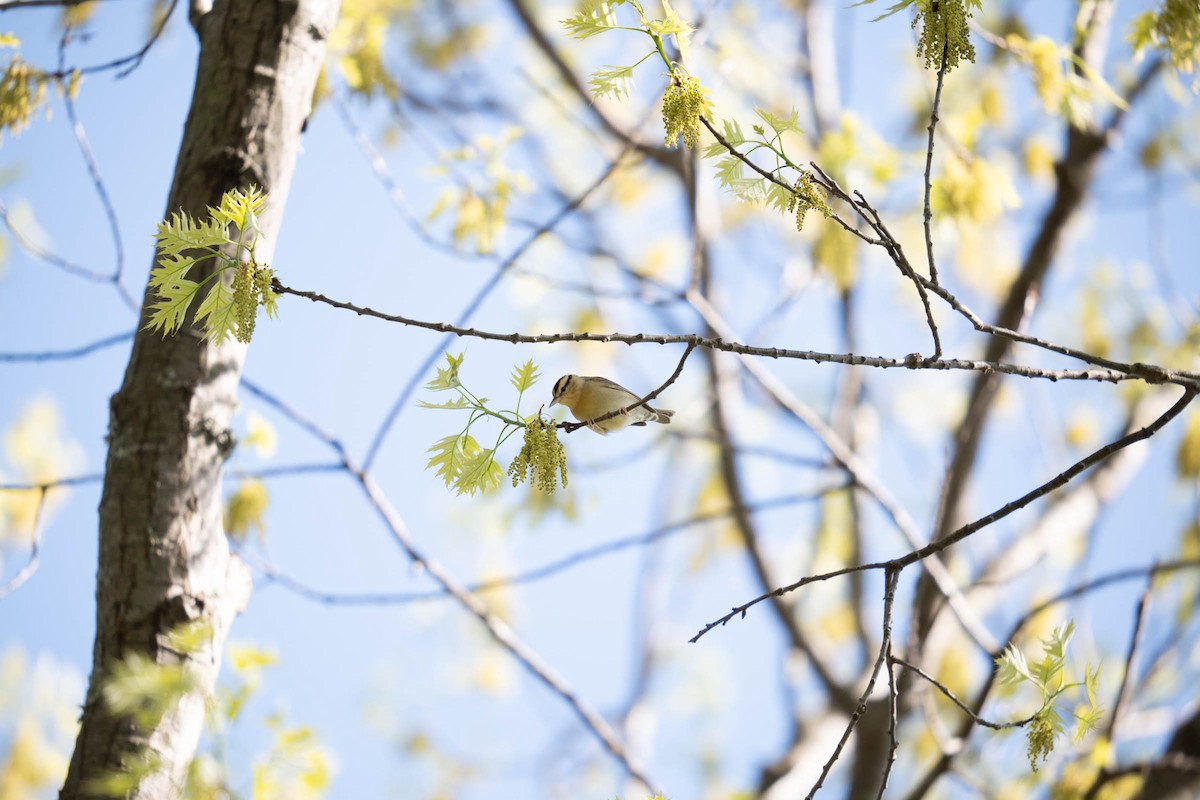 Worm-eating Warbler - Mikey Hoy