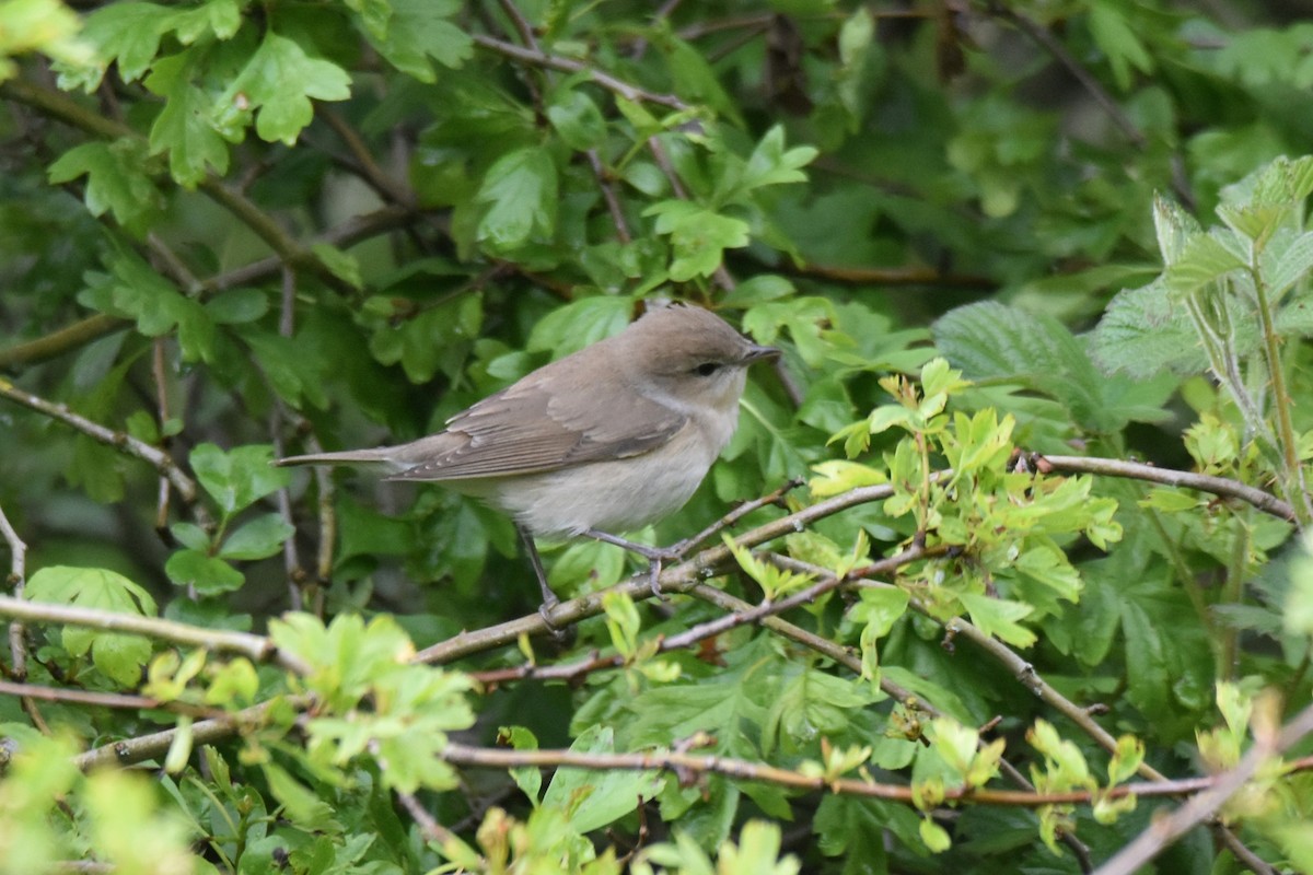 Garden Warbler - ML618632253