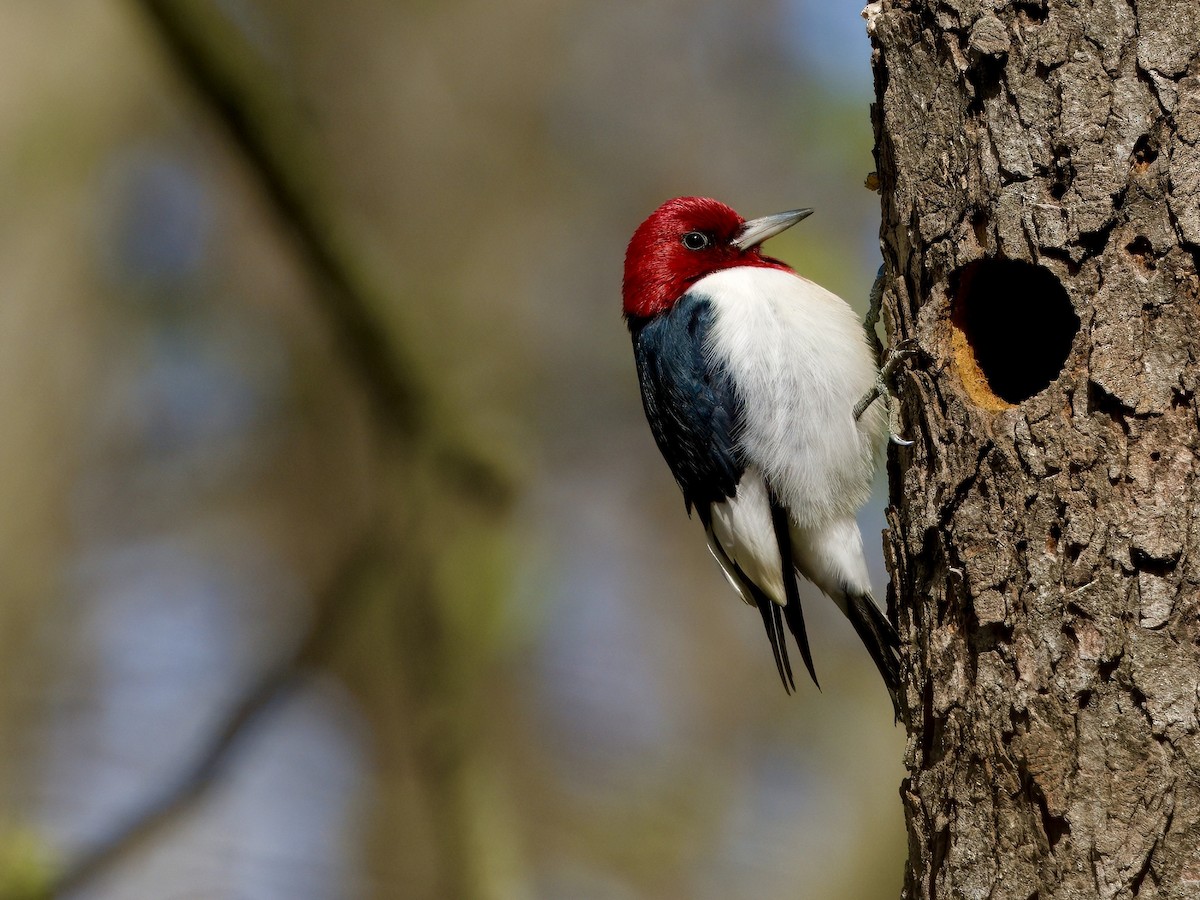 Red-headed Woodpecker - Bobby Wilcox