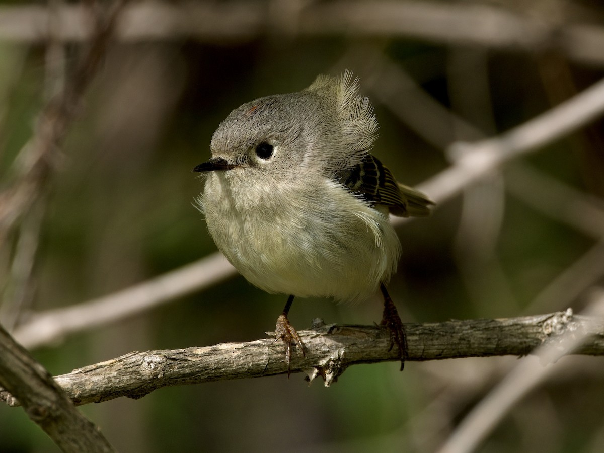 Ruby-crowned Kinglet - ML618632282