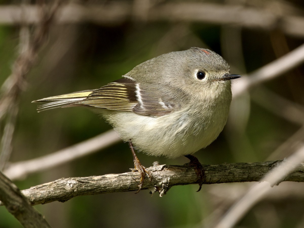 Ruby-crowned Kinglet - ML618632283