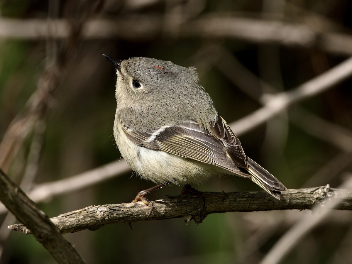 Ruby-crowned Kinglet - Bobby Wilcox