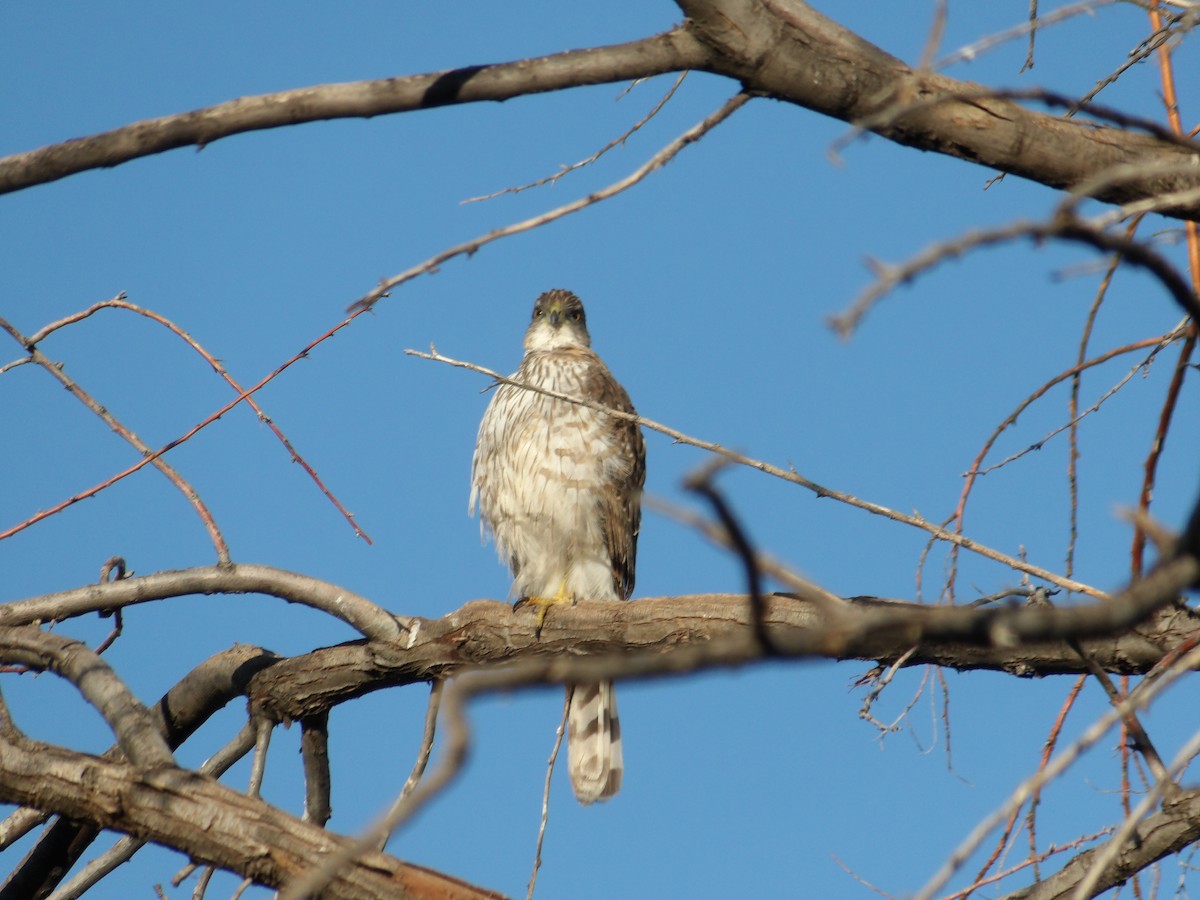 Cooper's Hawk - ML618632297