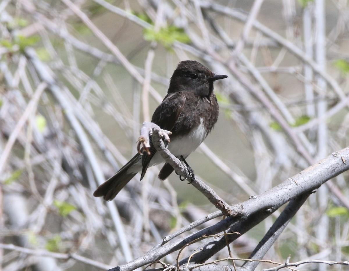 Black Phoebe - ML618632306