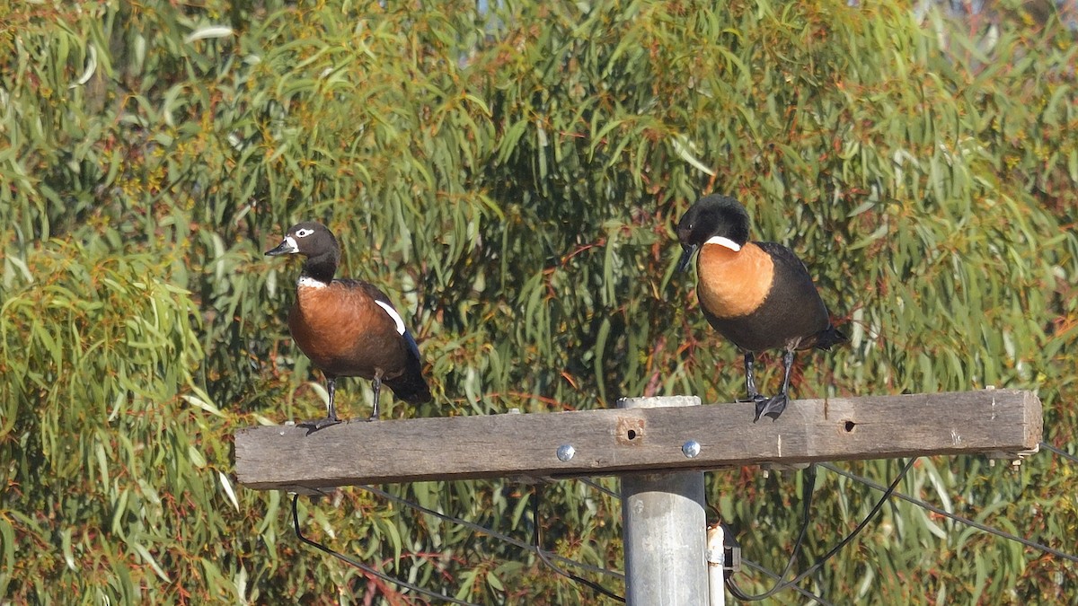 Australian Shelduck - Elaine Rose