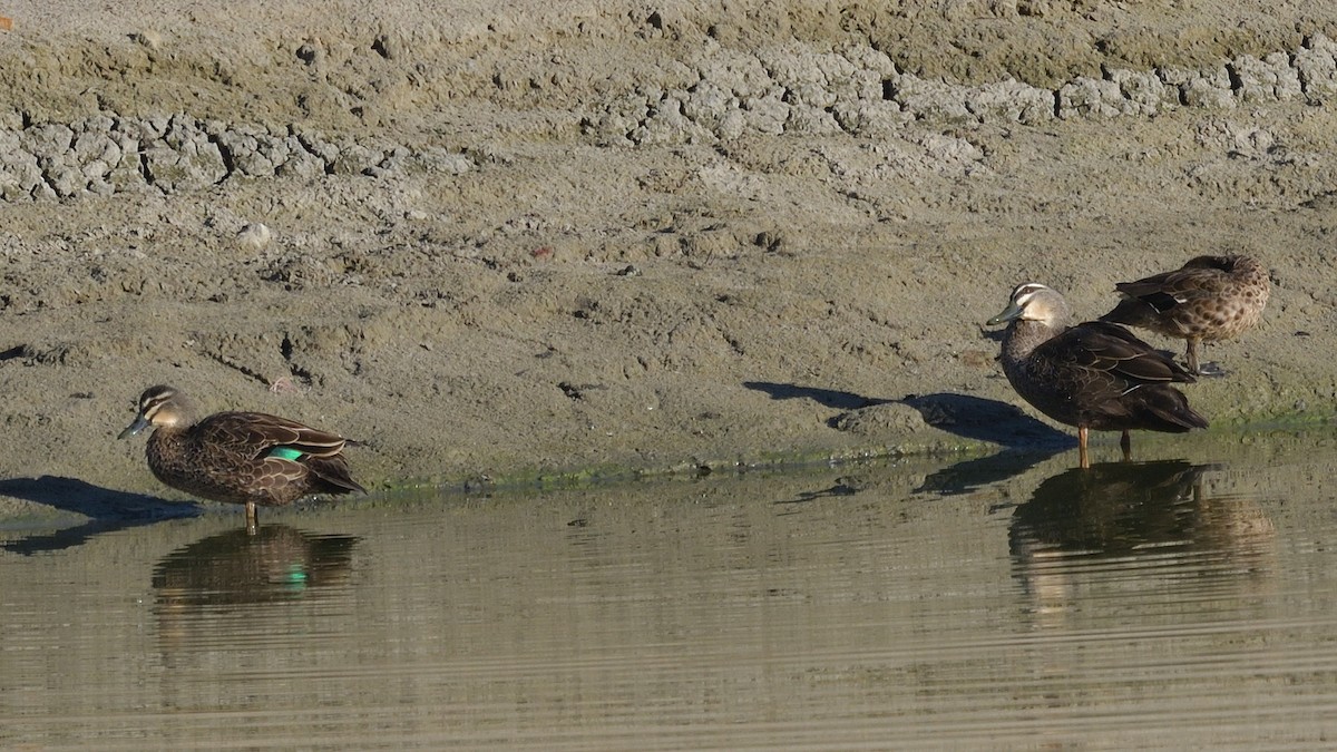 kachna pruhohlavá - ML618632350