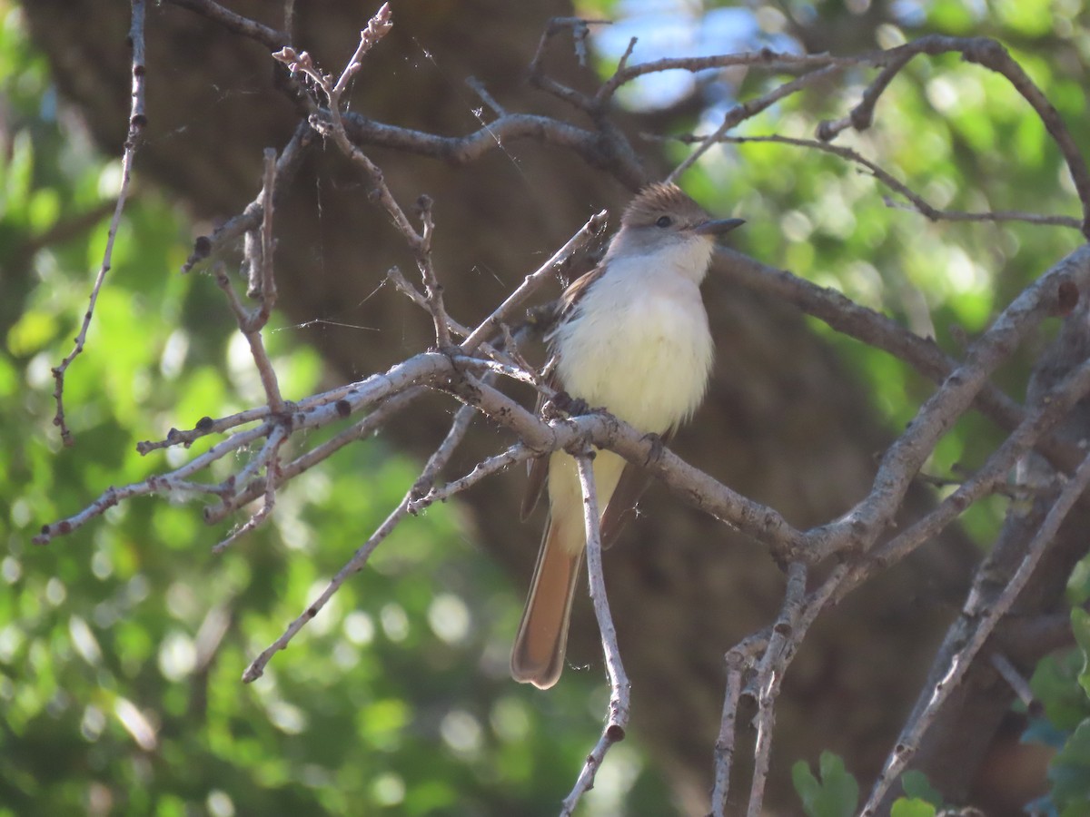 Ash-throated Flycatcher - ML618632360