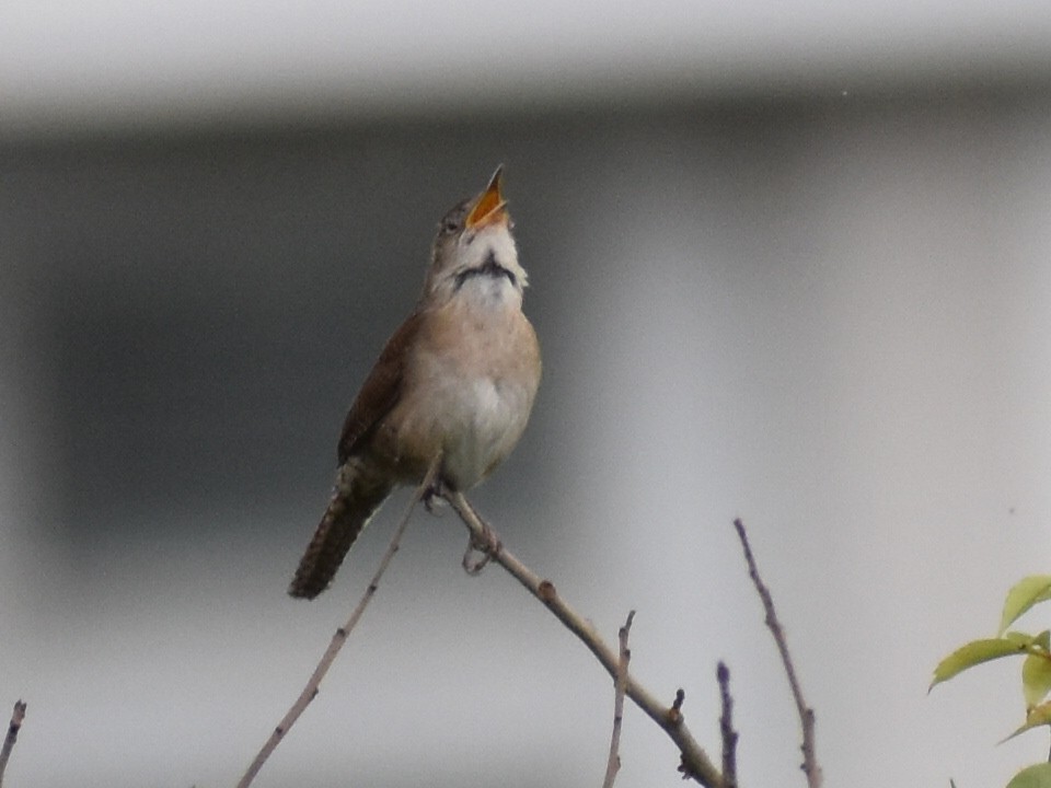 House Wren - Linda Wynott