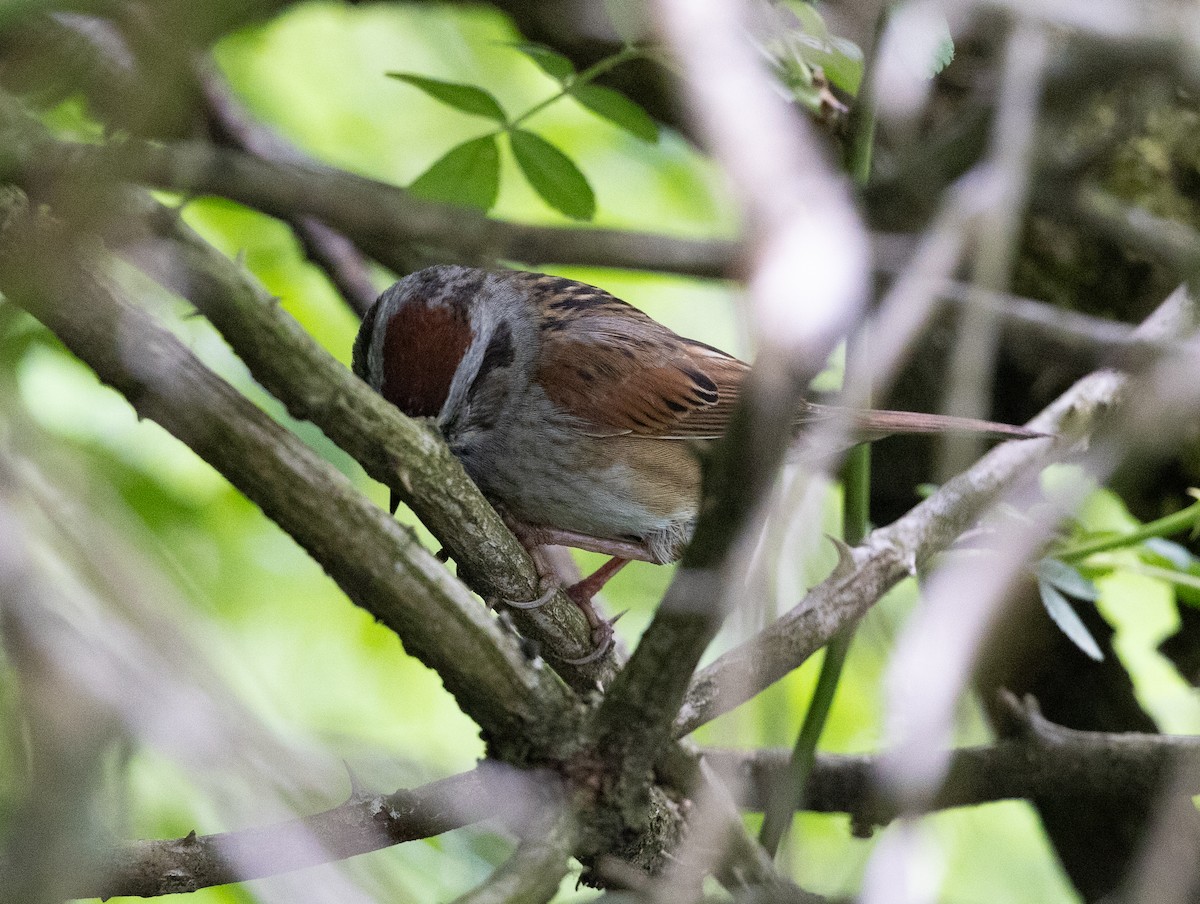 Swamp Sparrow - Bryan Henson