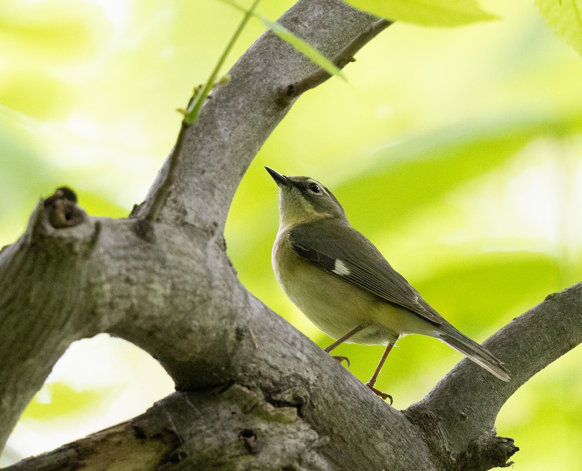 Black-throated Blue Warbler - ML618632429