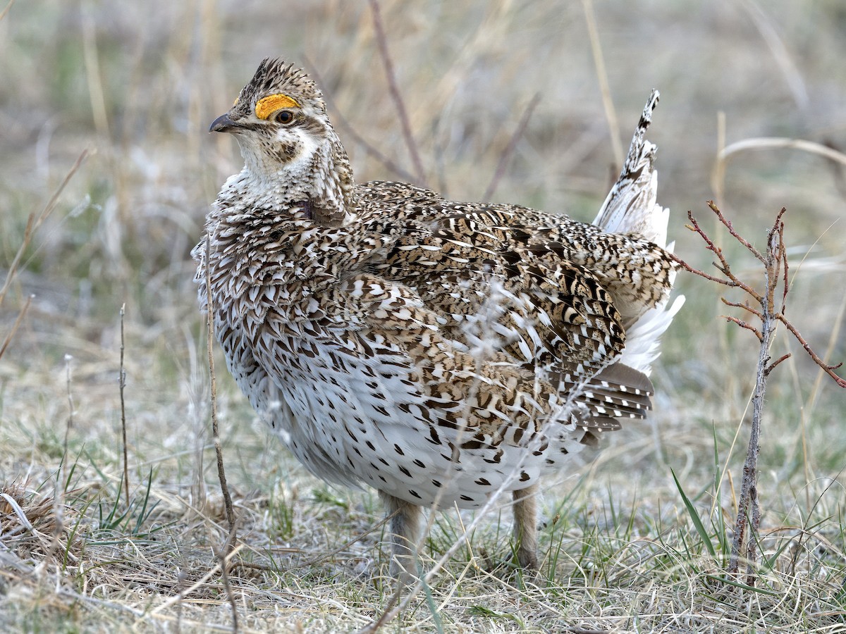 Sharp-tailed Grouse - Bobby Wilcox