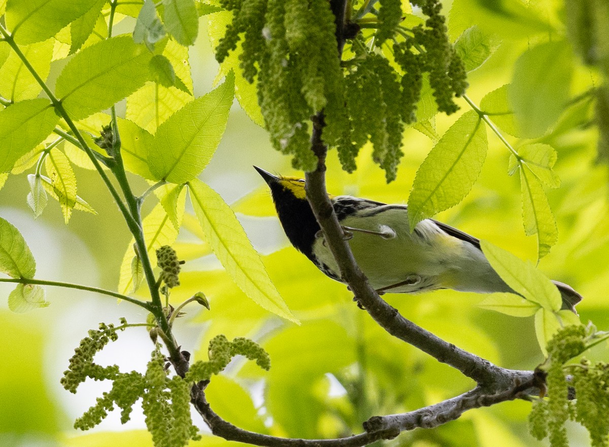 Black-throated Green Warbler - Bryan Henson