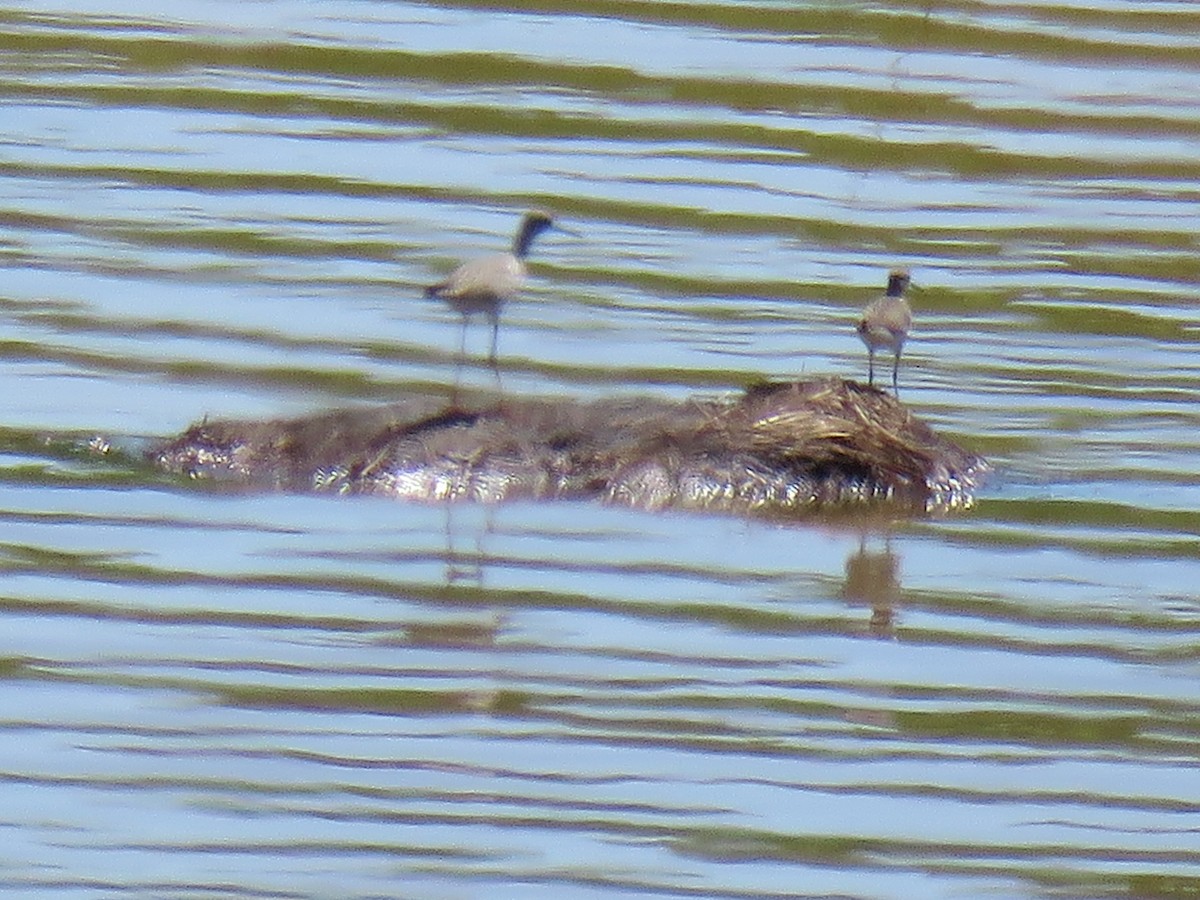 Lesser Yellowlegs - ML618632485