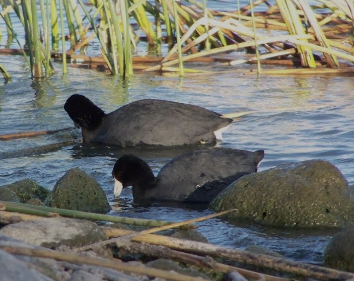 American Coot - ML618632508