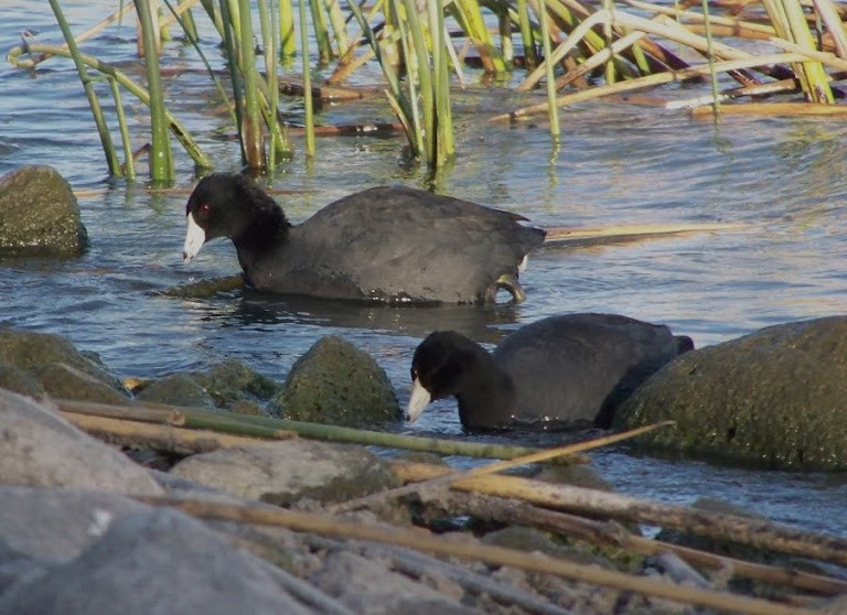 American Coot - ML618632509