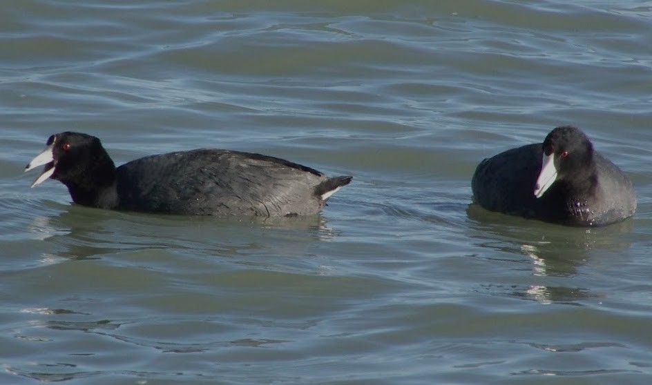 American Coot - ML618632511