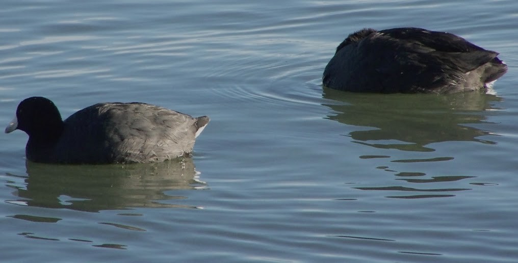 American Coot - ML618632512