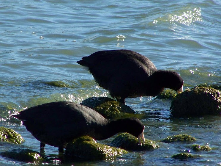 American Coot - ML618632514