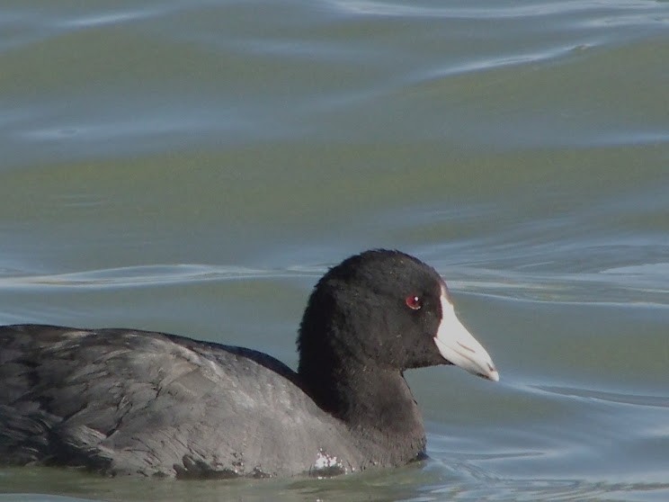 American Coot - ML618632515