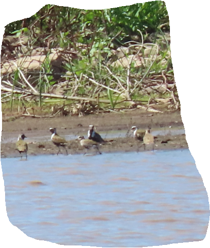 American Golden-Plover - ML618632522