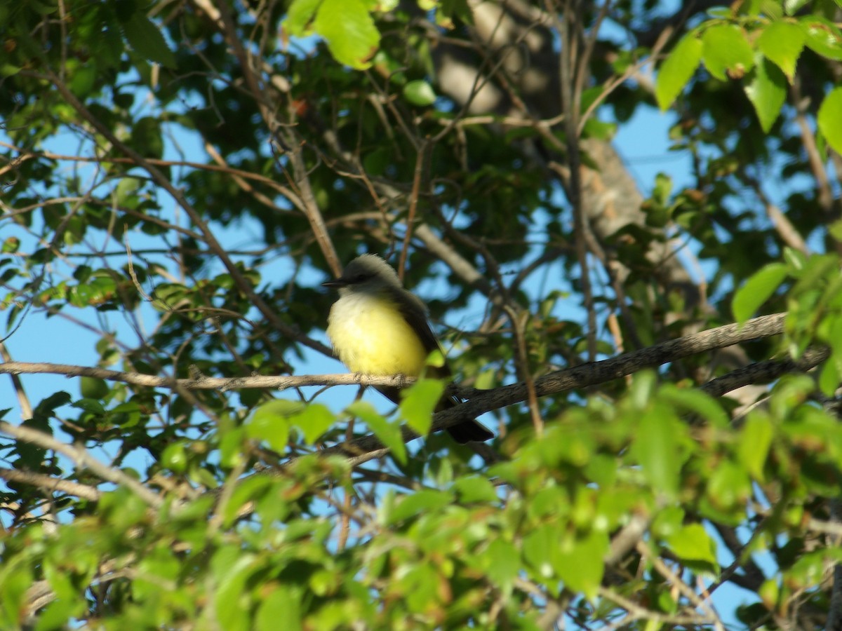 Western Kingbird - ML618632523