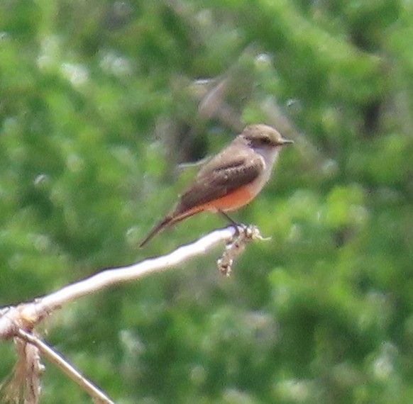 Vermilion Flycatcher - Robin Gurule