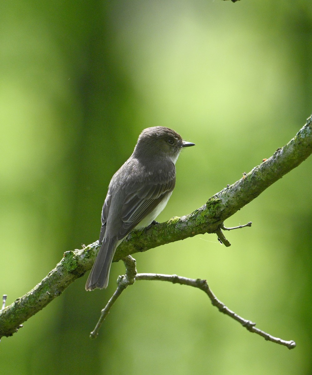 Eastern Phoebe - steve sampson