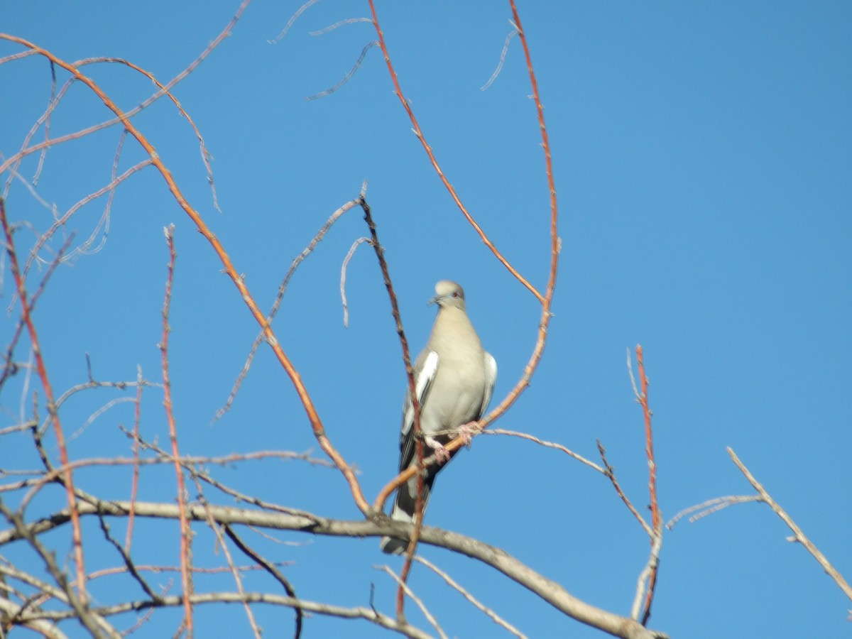 White-winged Dove - ML618632570