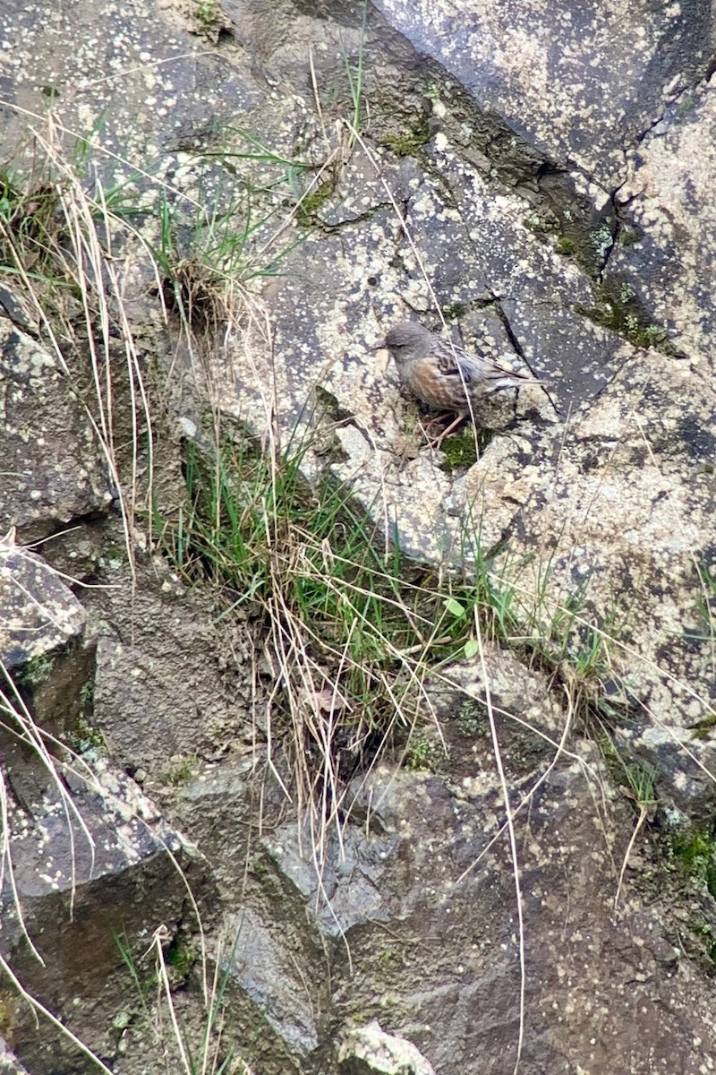 Alpine Accentor - Peter Wijnsouw