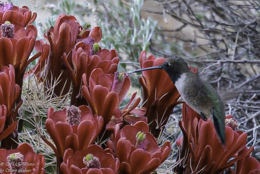 Black-chinned Hummingbird - Steve Zehner