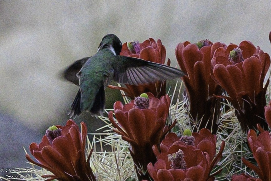 Black-chinned Hummingbird - Steve Zehner