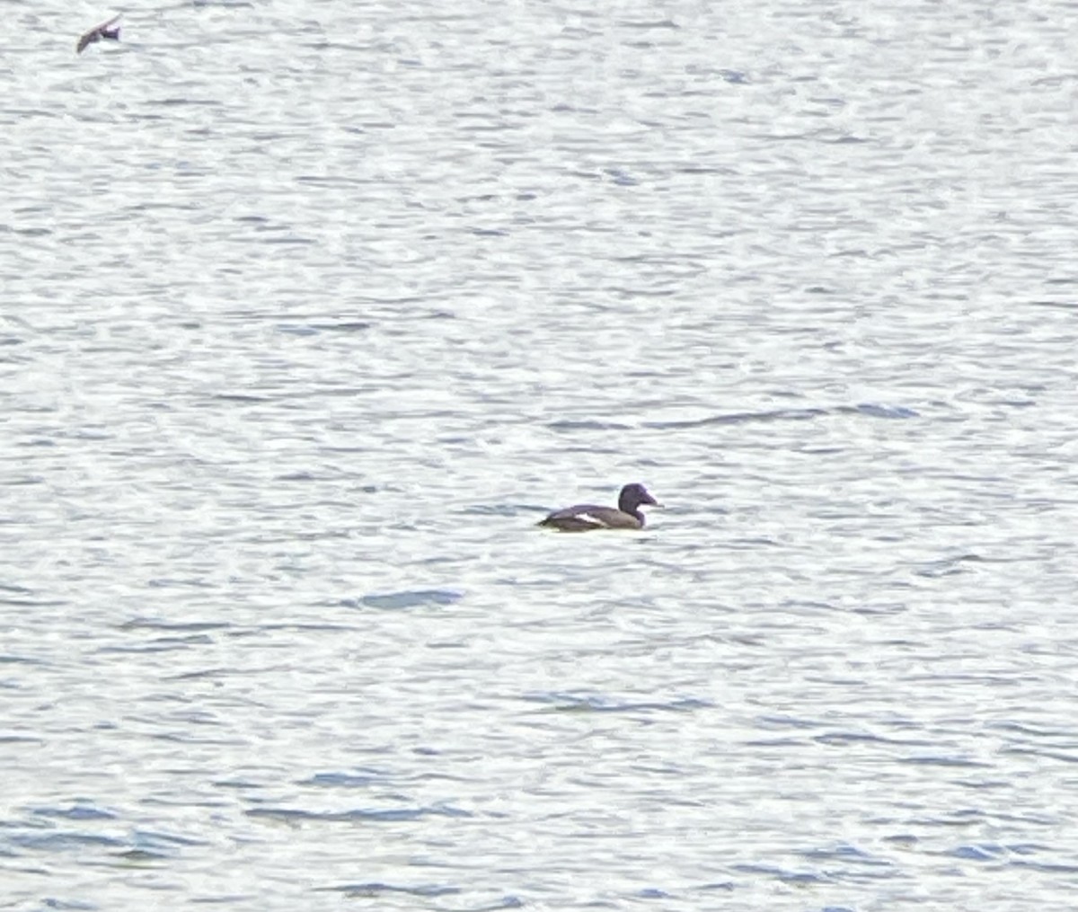 White-winged Scoter - ML618632640