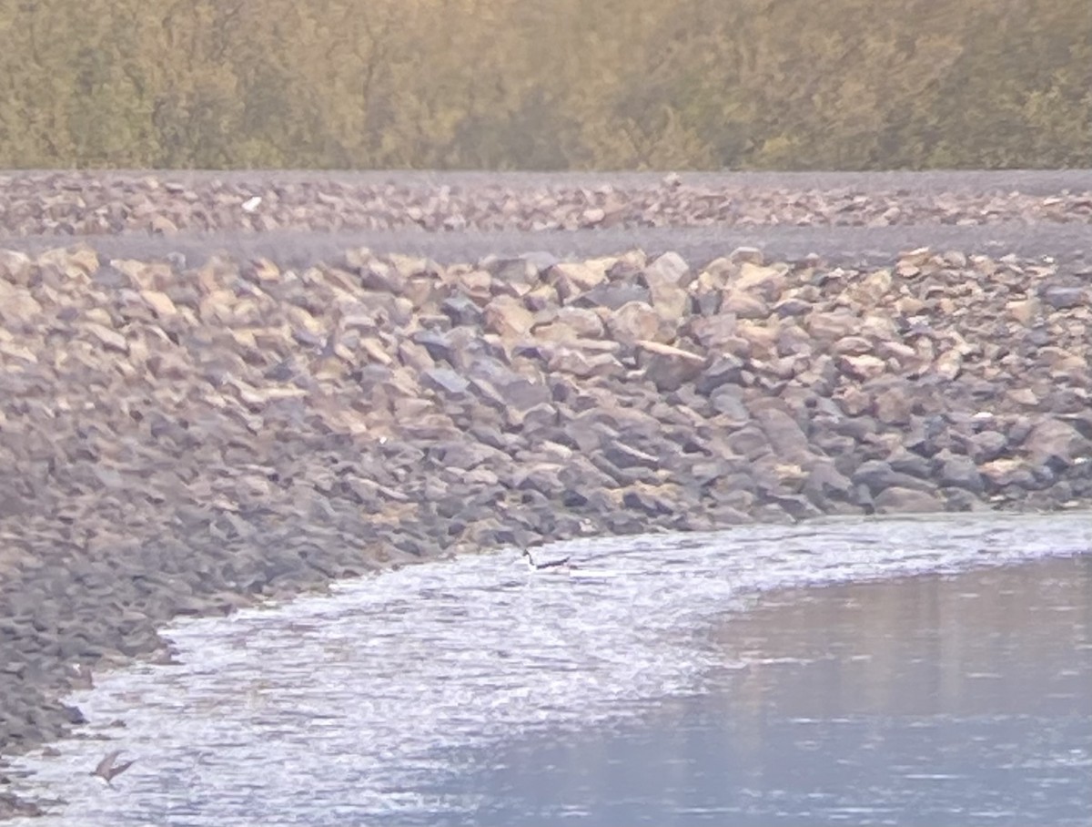 Black-necked Stilt - ML618632649