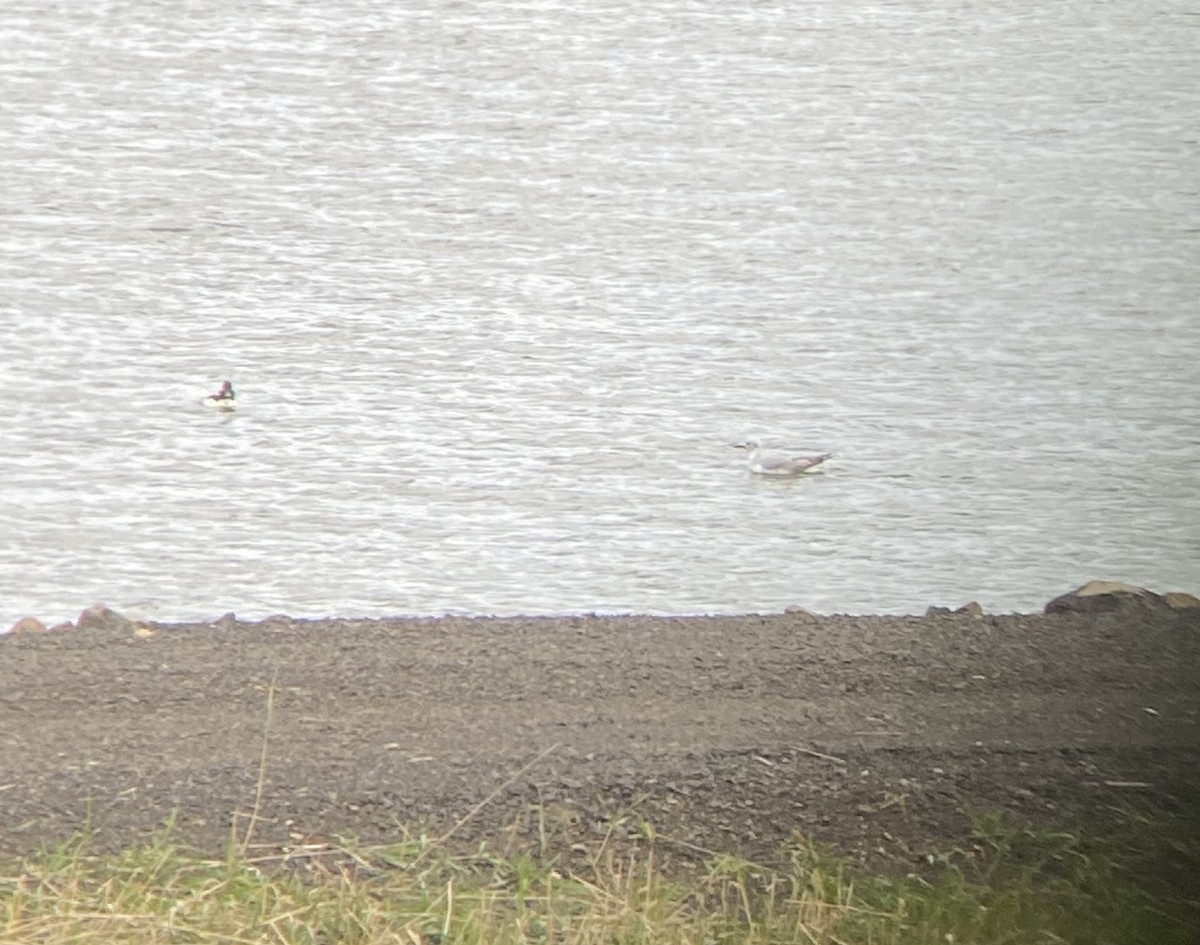 Bonaparte's Gull - ML618632652