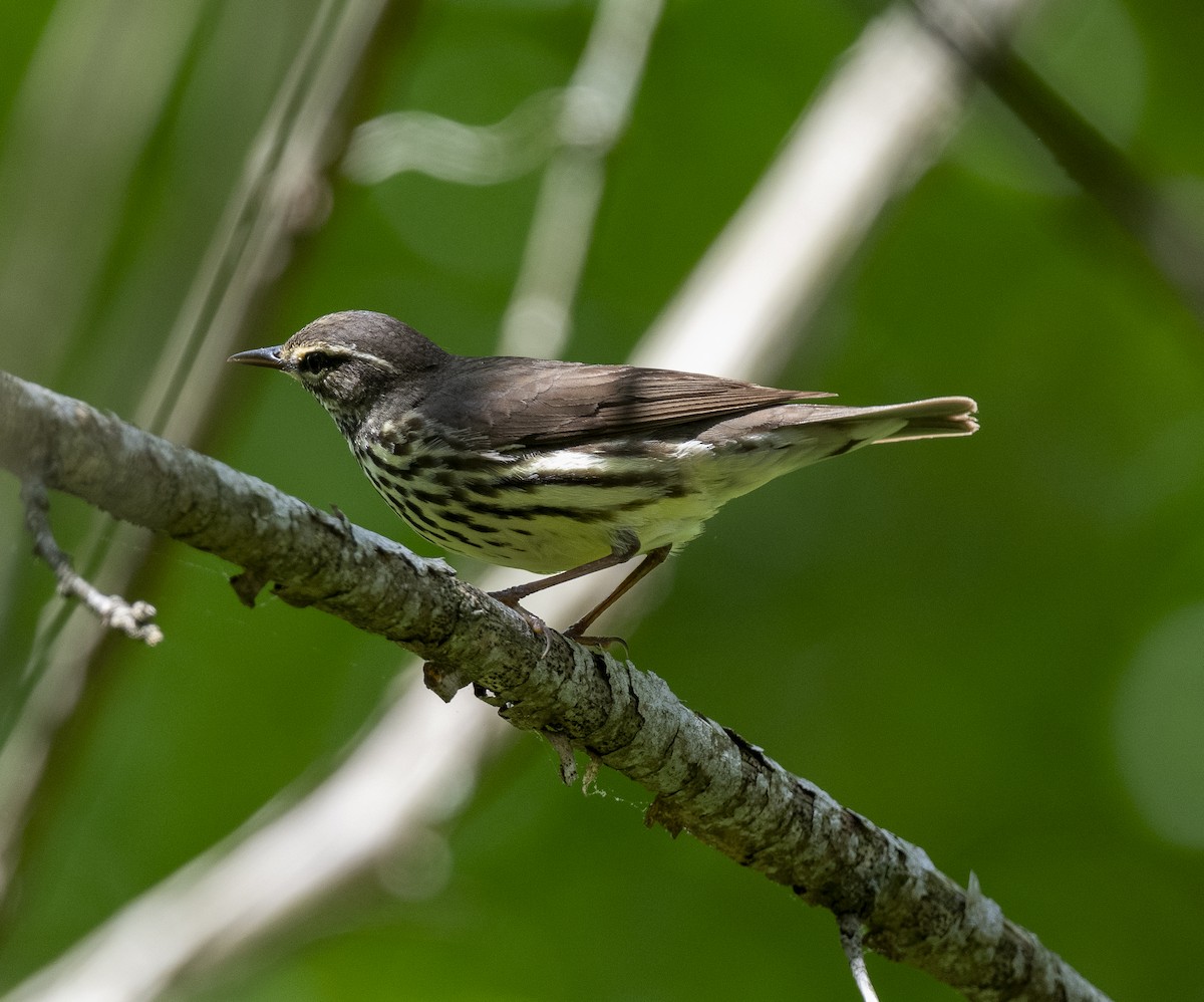 Northern Waterthrush - James McCall