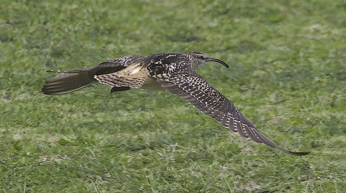 Bristle-thighed Curlew - ML618632662