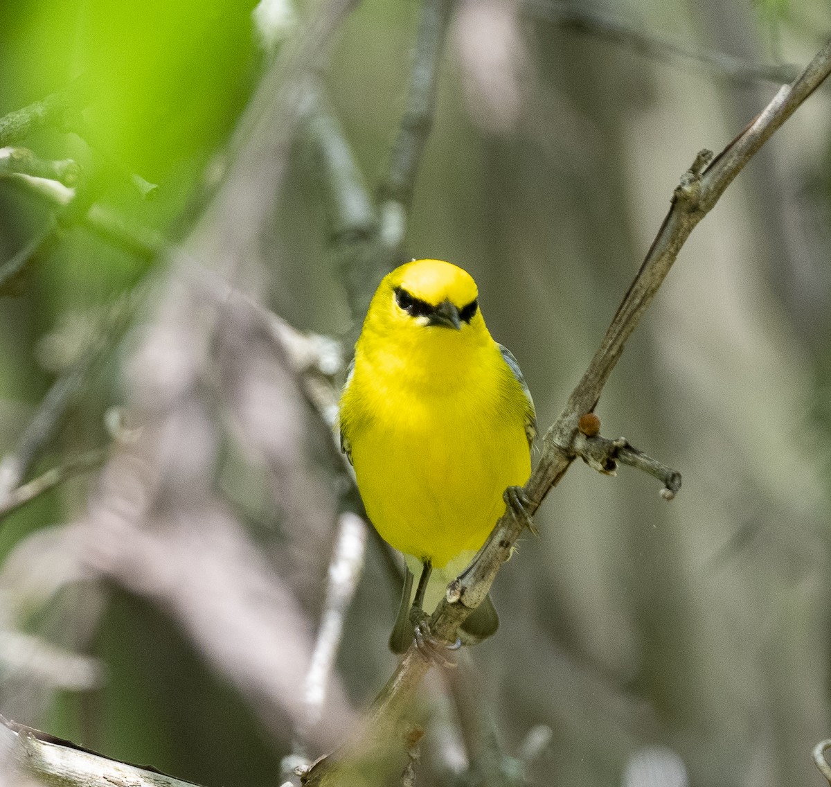 Blue-winged Warbler - James McCall