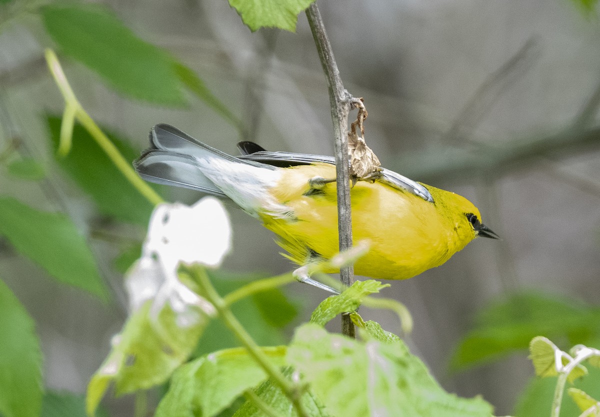 Blue-winged Warbler - James McCall