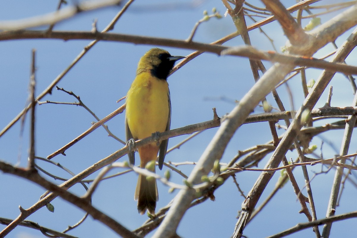 Orchard Oriole - Nancy Villone