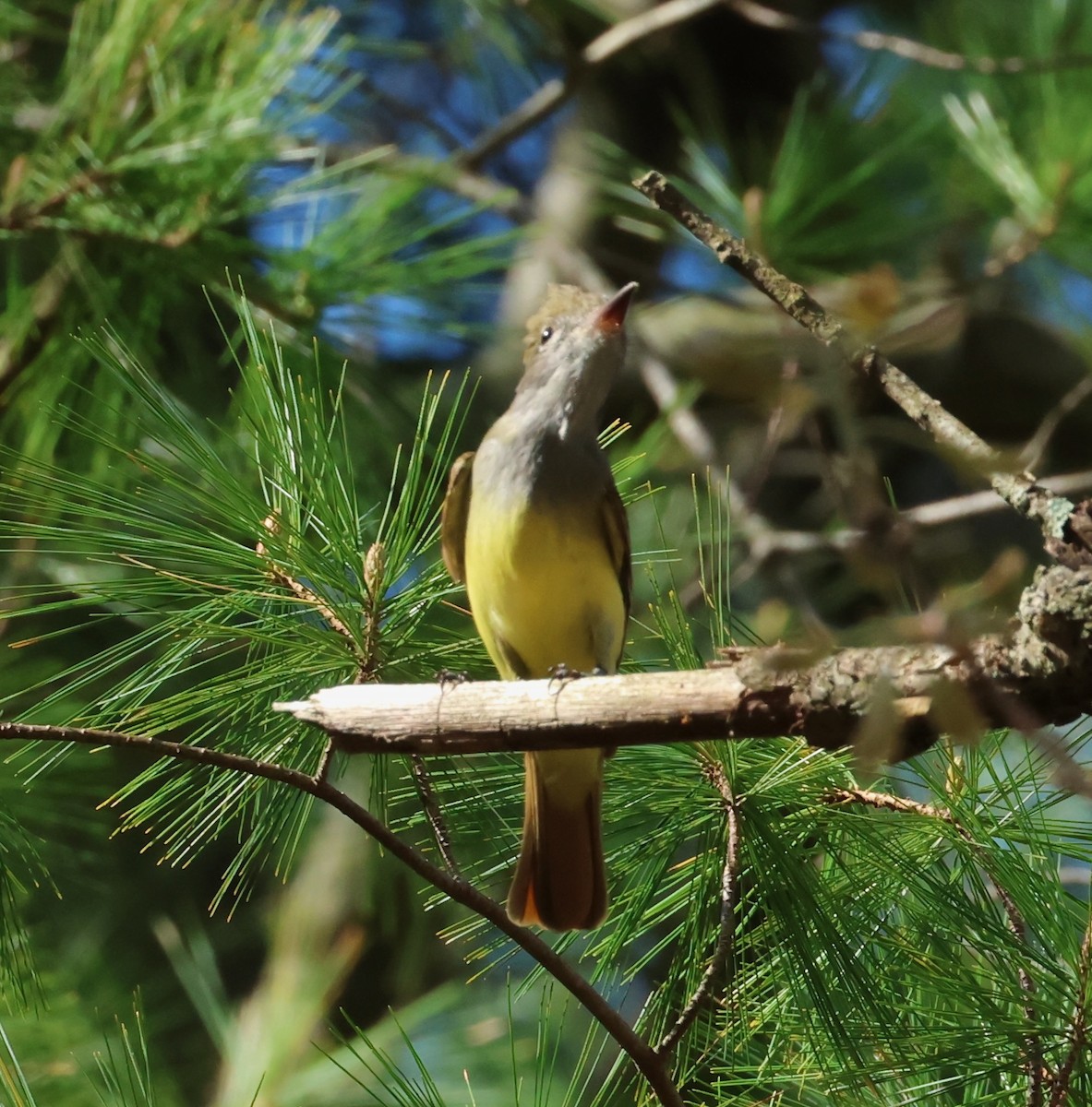 Great Crested Flycatcher - ML618632689