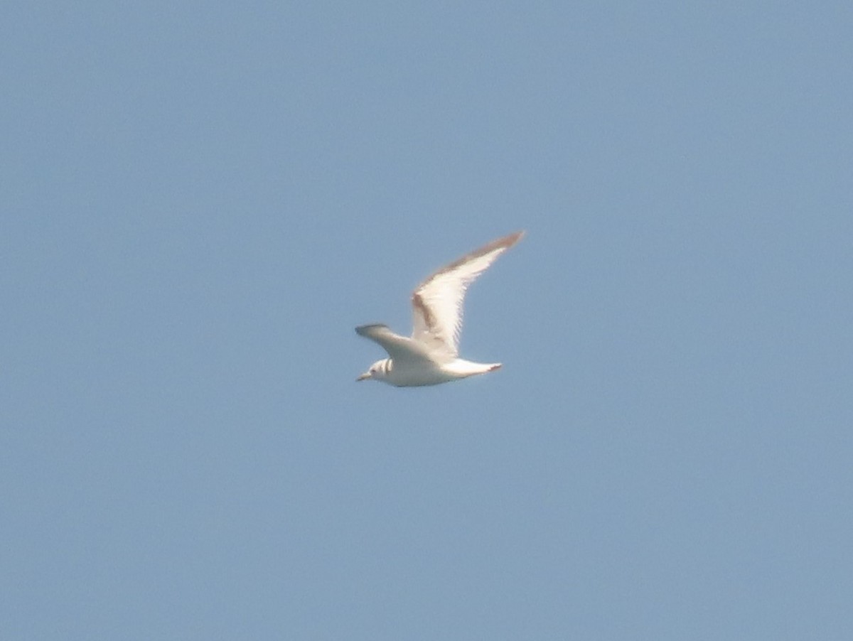 Black-legged Kittiwake - Steven Lima