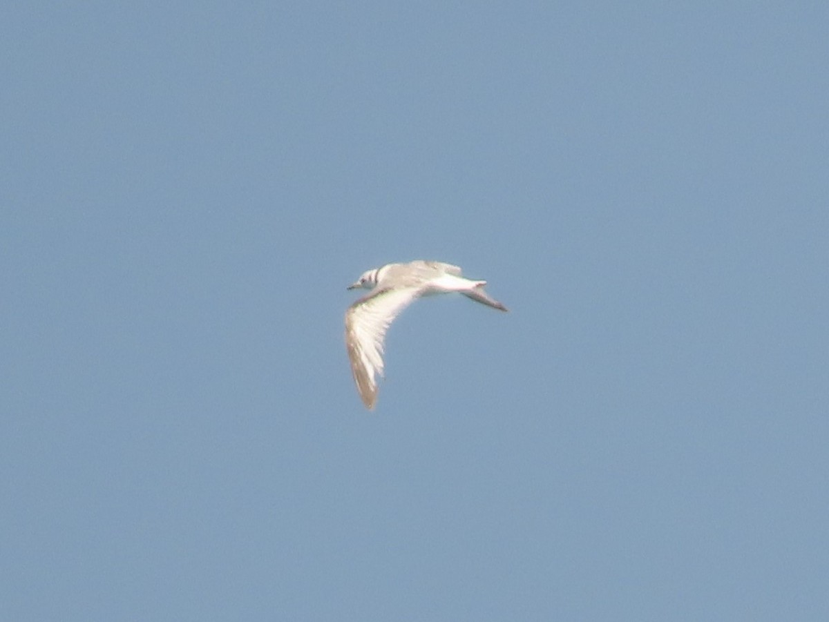 Black-legged Kittiwake - Steven Lima