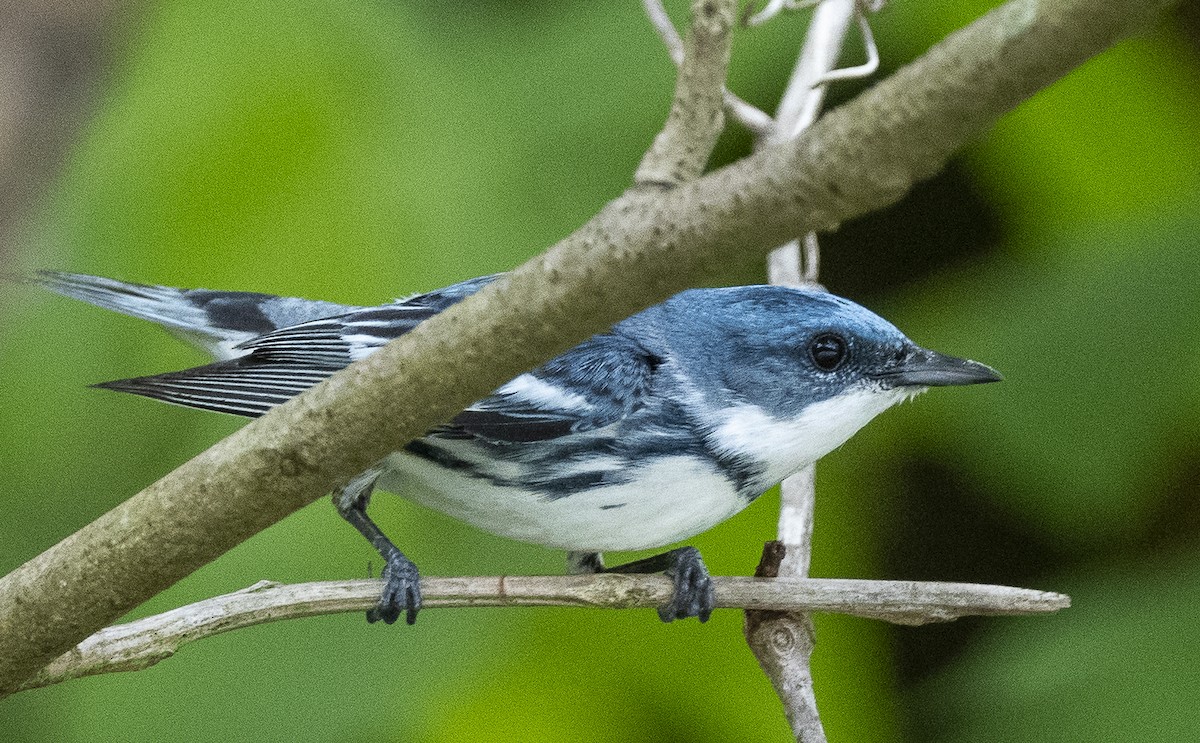 Cerulean Warbler - James McCall