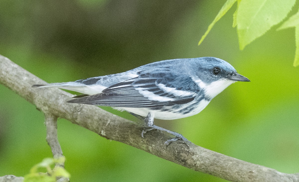 Cerulean Warbler - James McCall