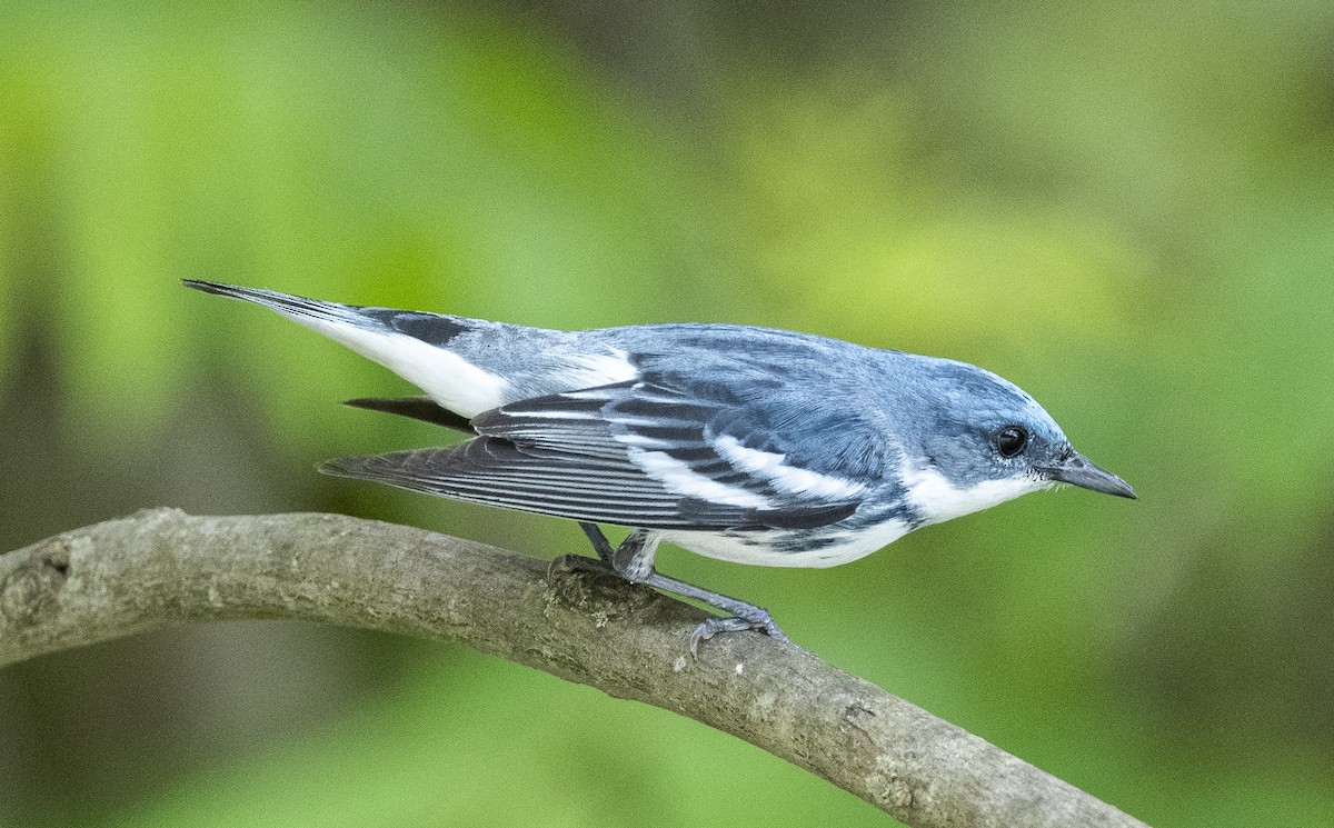 Cerulean Warbler - James McCall